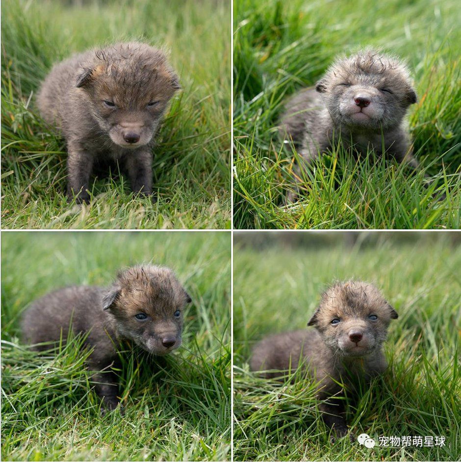 就这样现在四只小狐狸都已经长到10周大了,它们早就断奶了,以小狗的
