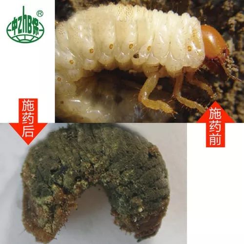 像"金龟子绿僵菌"这种能够寄生于多种害虫的杀虫真菌,通过体表入侵