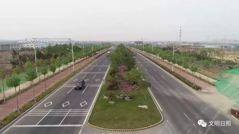 丛生紫荆是乔木还是灌木