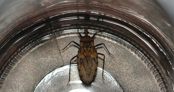 paraiso区的居民们保持警惕,有人发现了侵扰锥猎蝽的存在,侵扰锥猎蝽