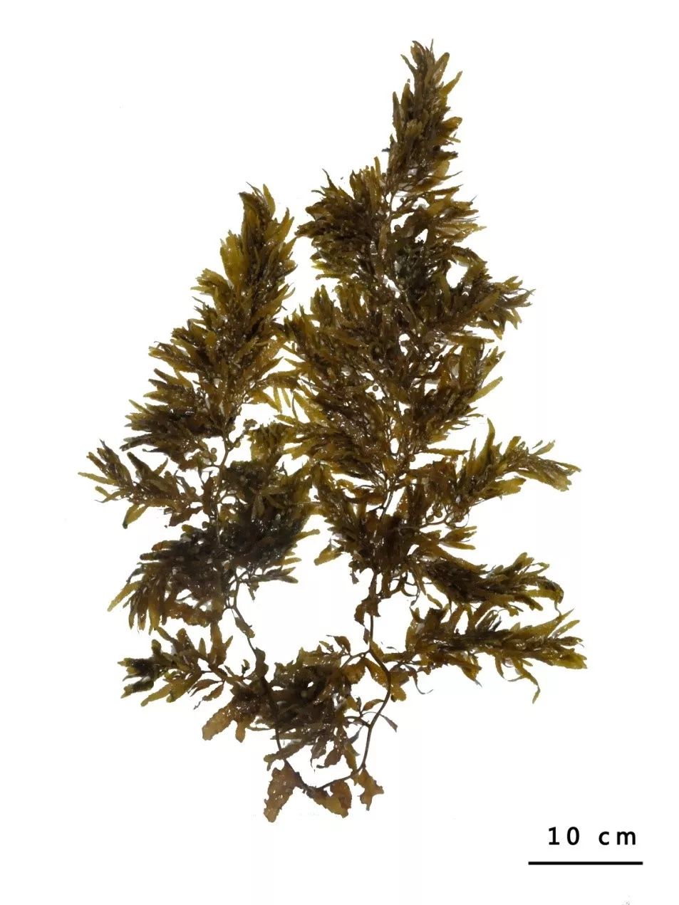 马尾藻藻类图片