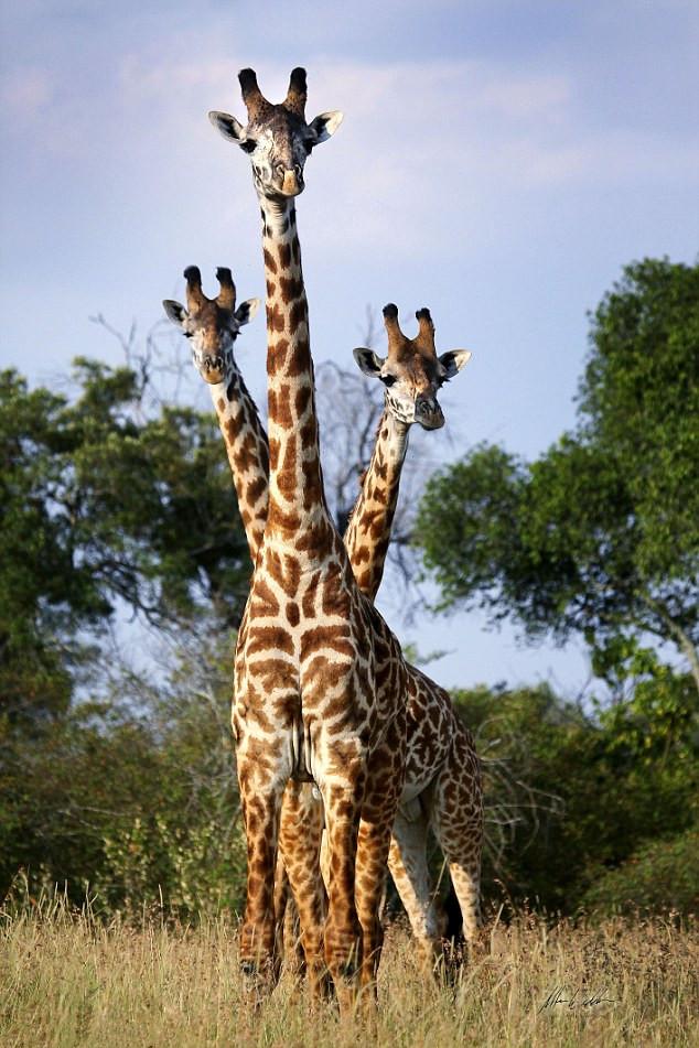 无头企鹅,双头鹰,摄影师们无意间拍摄了这些"基因突变体"!