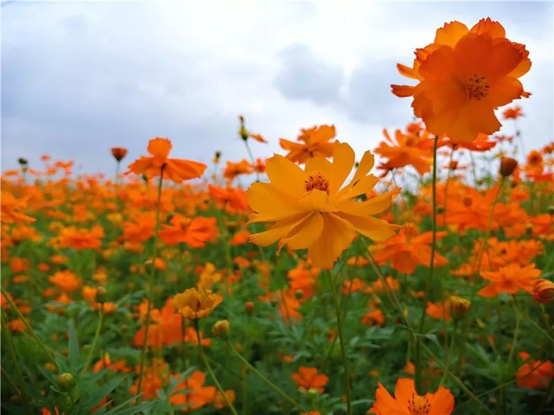 五月初夏,桂城花海热情如火!