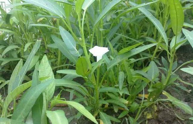 农村一种水陆两栖的蔬菜,一年能采收十几次,人称"青龙菜"