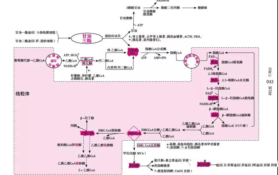 超级思维导图2020年西医综合考研复习知识重点思维导图汇总