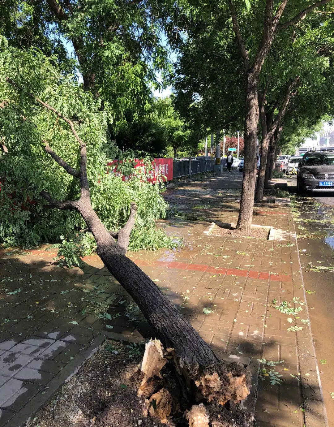 北京强风已致4人死亡大风天气仍继续请大家务必做好防范