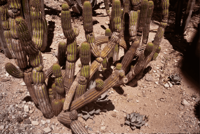 就连品牌官网上也只有一些"直叙胸臆"的仙人掌 gif,让人不知道从哪里