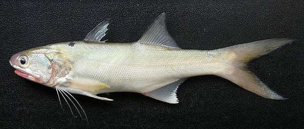 食材分享潮汕五笋鱼配上酸梅蒸入口肥美鲜甜开胃又可口