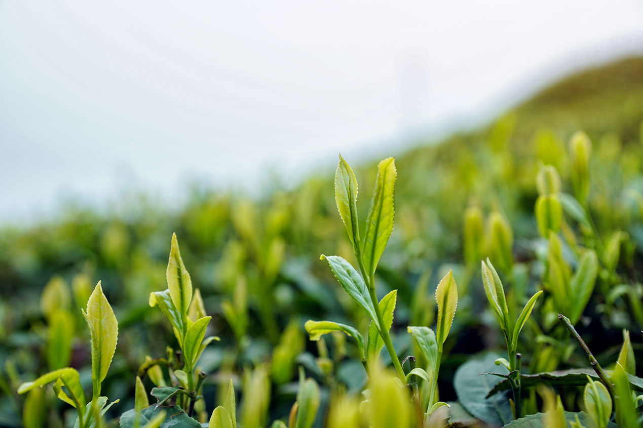 吉利沏了一杯回味悠遠的甘茶_雷山