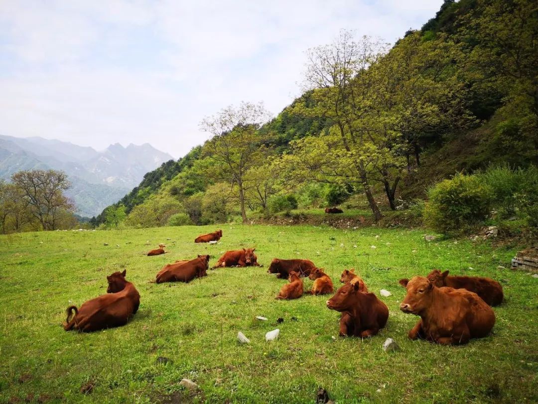 5月25日徒步华阳草甸,近观华山险峰