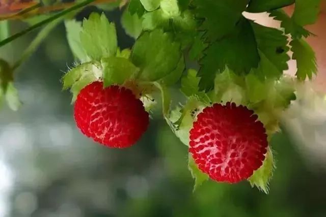 哇利川刺泡儿红哒你有好久没吃啦