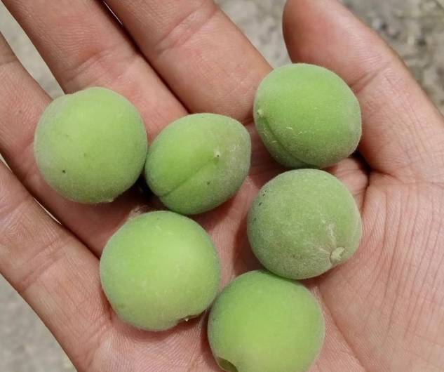 五月的漳县青杏酸得让人打牙胡胡还能放耳朵里抱暖小鸡