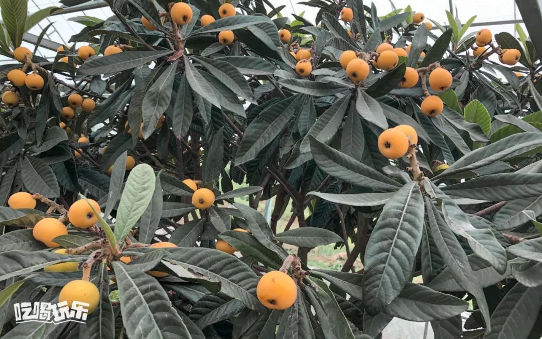 首发张家港白玉枇杷上市只供精品大果全市免费配送