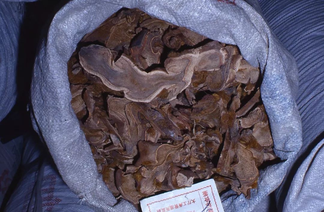 植物"金毛狗"是一味名贵中药金毛狗是国家Ⅱ级重点保护野生植物,国内