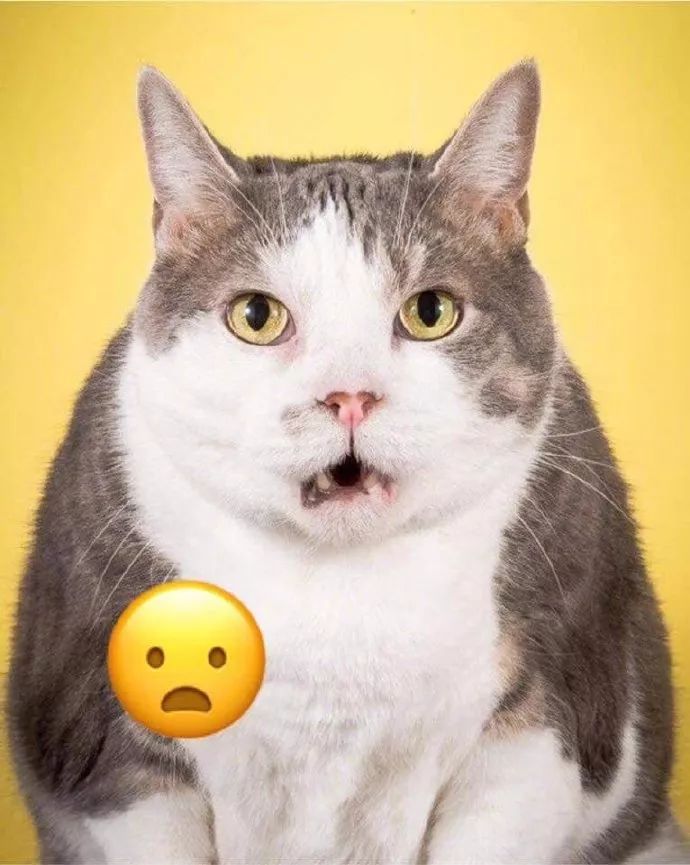 喵星人们模仿的emoji表情简直出神入化
