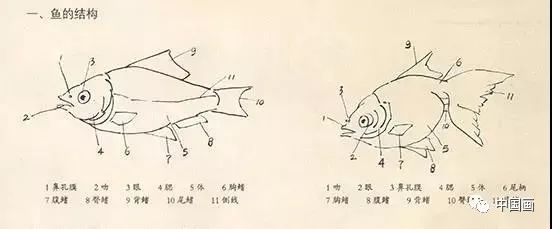 国画金鱼的画法步骤详解,简易通