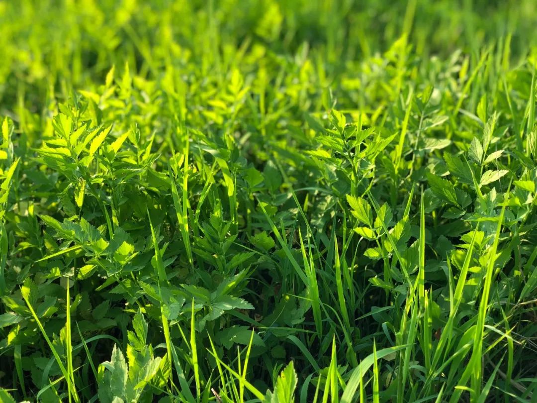 5月,绿肥红瘦,一起来玩飞花令"绿"