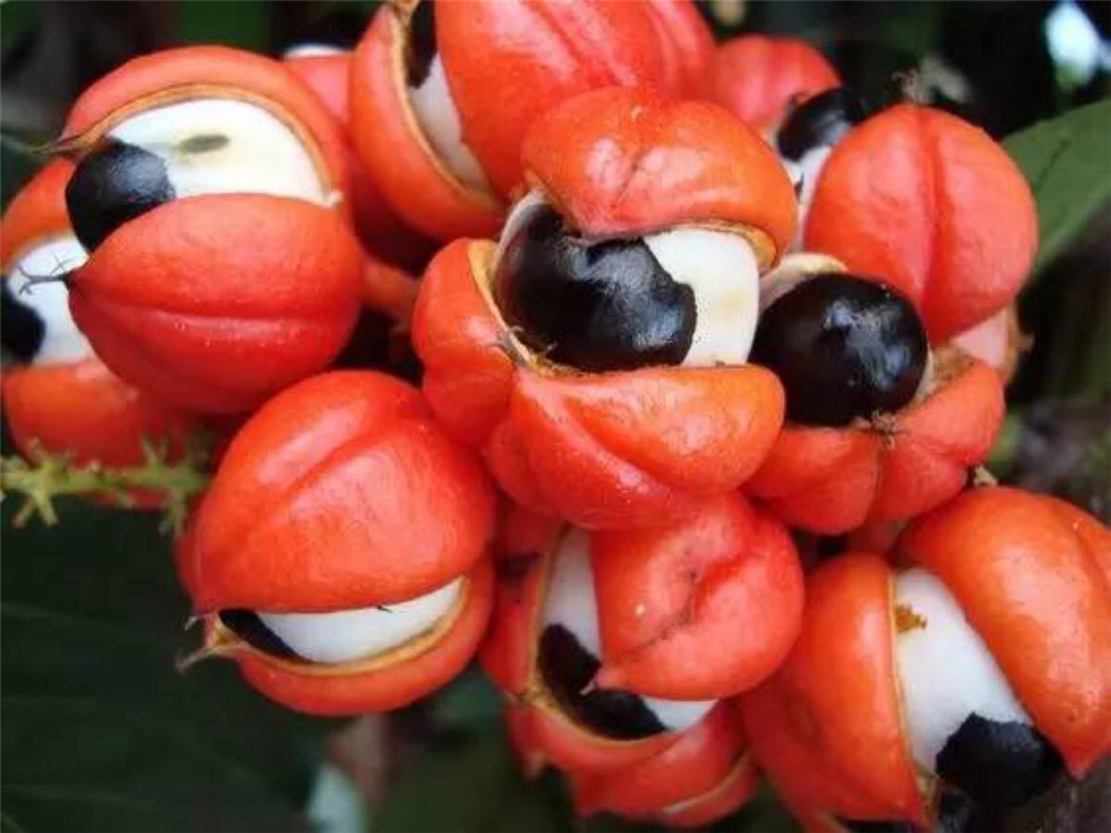 阿奇果生长在高大的乔木上,一根枝上通常可结十多只,每只都被细长的茎