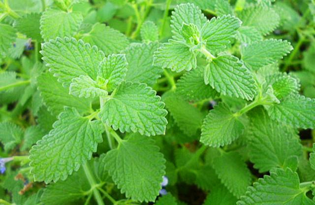 农村这种野草,农民希望它长在庄稼地里,春季错过再等一年_荆芥