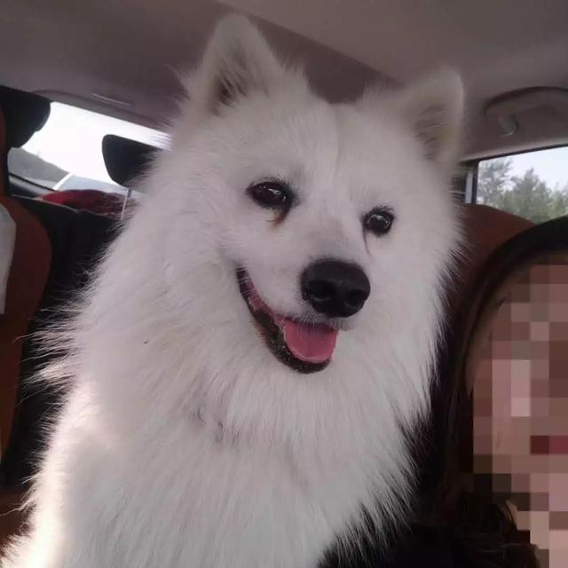 辛集市雷锋广场东边角走失一只白色银狐