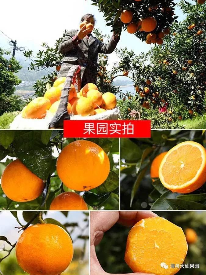 仙果园会员日伦晚橙499元斤新西兰金果低至15元份线上充值送现金活动