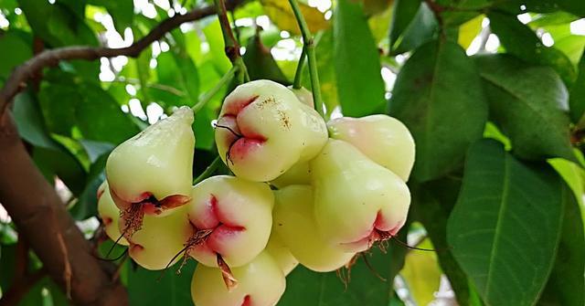 柬埔寨的水果奇形怪状,敢买也不敢吃