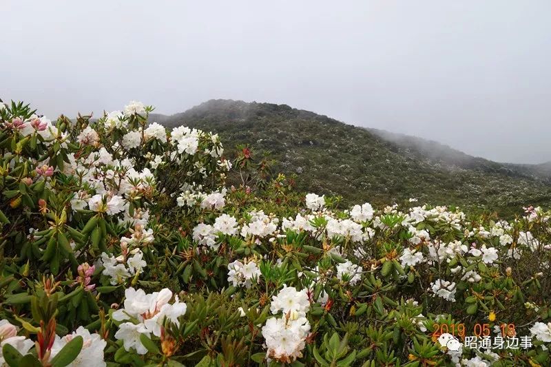 昭阳区小龙洞乡宁边大岩洞万亩木耳花开得正艳.