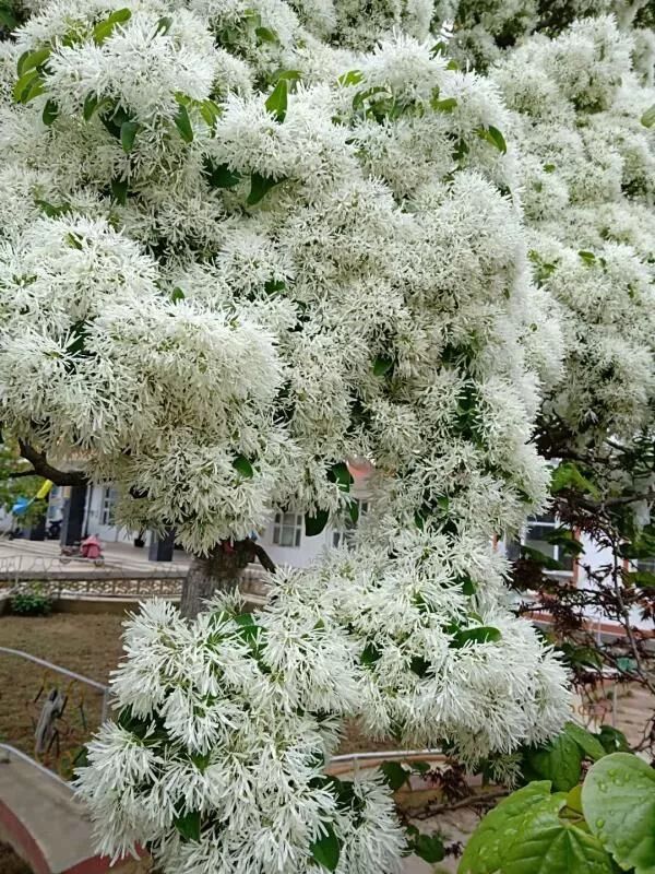 威海百年流苏树花开如覆雪美爆了