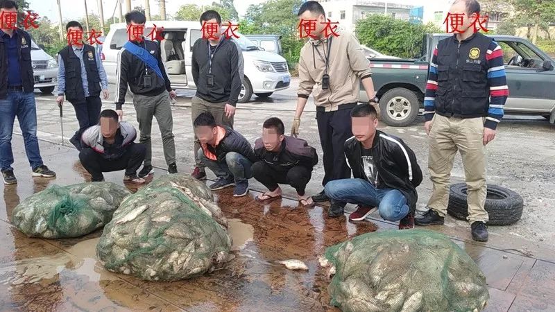 凌晨时分4名男子全副武装相约四会某鱼塘玩潜水竟然是偷盗桂花鱼