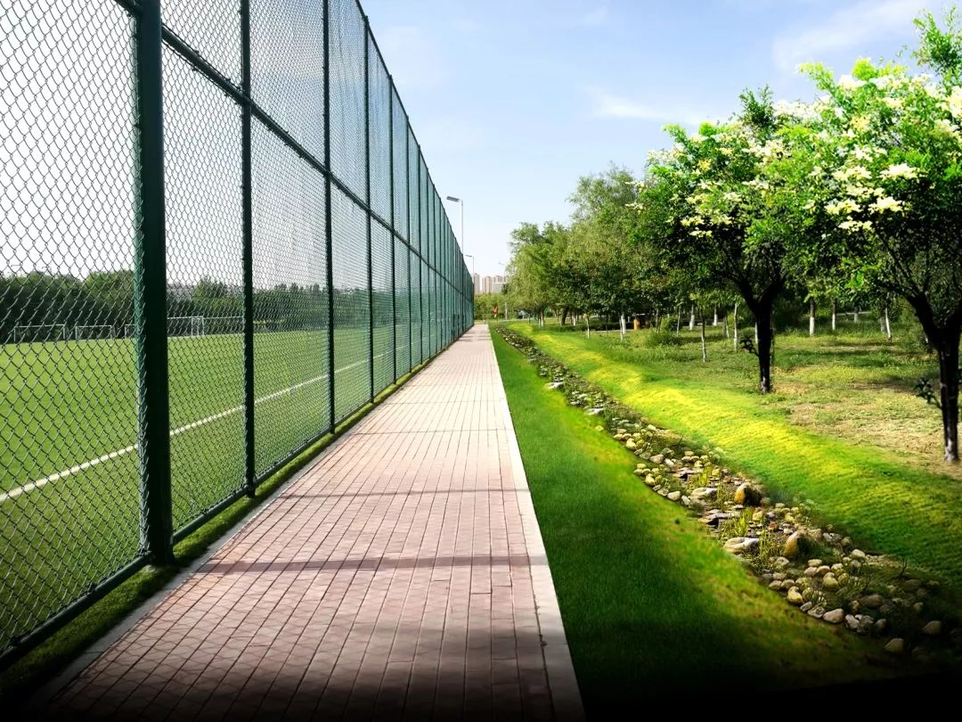 市园林局海绵城市示范项目(奥林匹克公园段)这样建设._植草