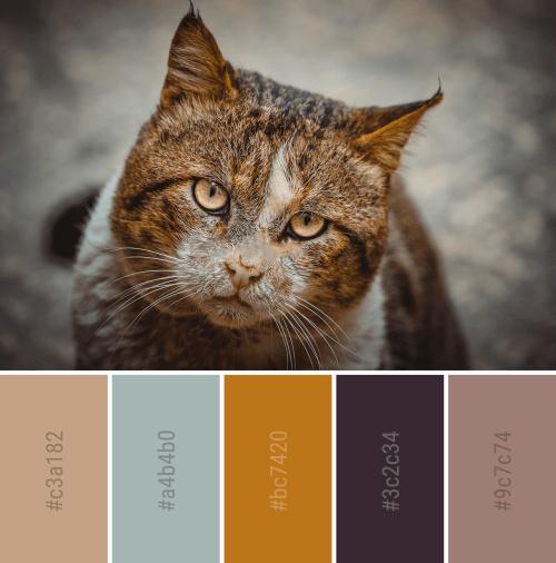喵星人给你配色灵感!实用配色方案