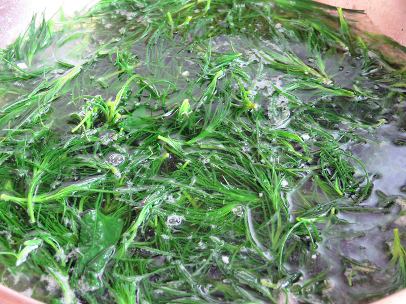 原创此野菜是个宝,是菜也是药,农村人都认识,采来拌拌就能吃