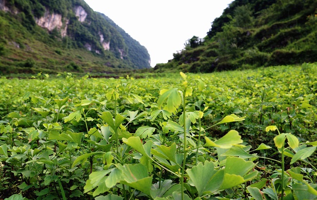 化作:种植银杏调产业 调出群众自信心