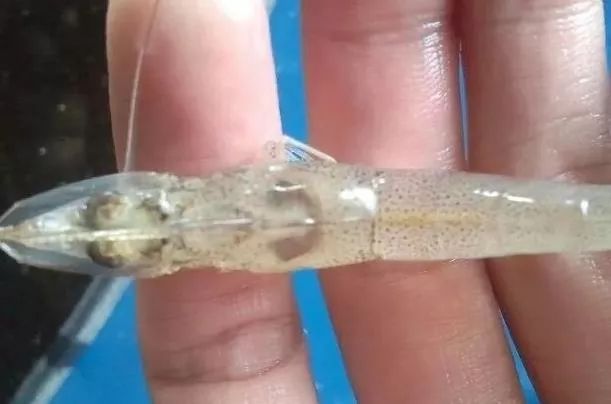 南美白对虾白便,肝胰腺坏死,请查查是不是这个原因!