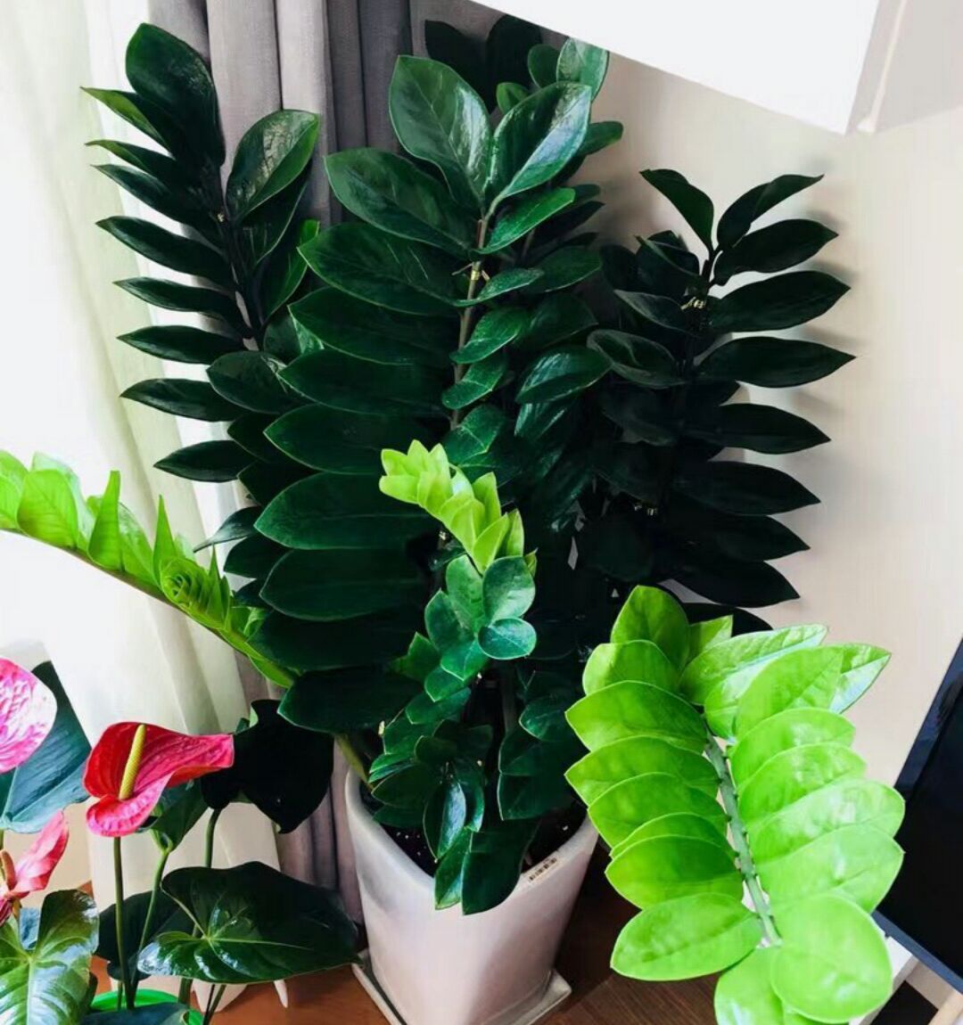 原创金钱树的盆土干了以后浇透水一样的黄叶掉叶金钱树该怎么浇水