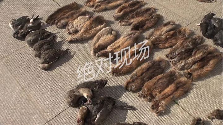 下夹子铺地笼两男子四天捕杀347只野生动物