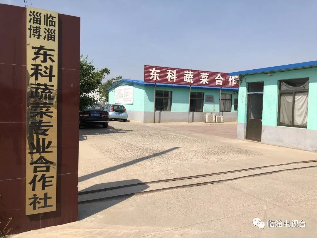 探索现代农业的魅力：蔬菜种植基地的发展现状