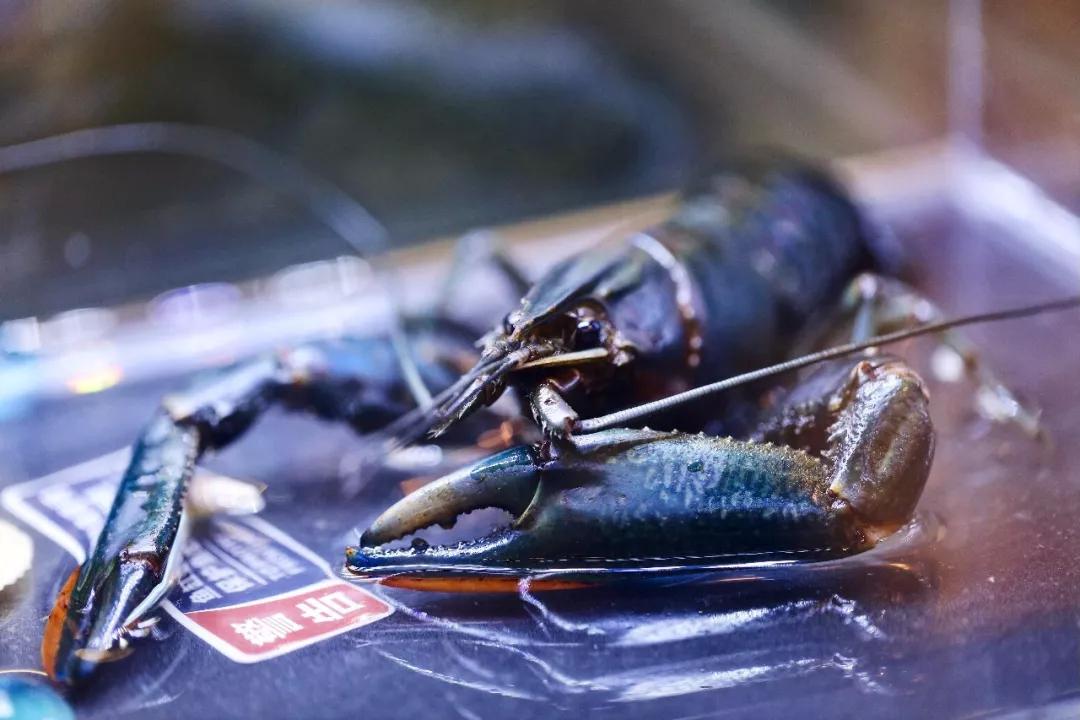 宁波惊现plus版"蓝色龙虾"!只只爆黄!凌晨4点前不打烊!_虾肉