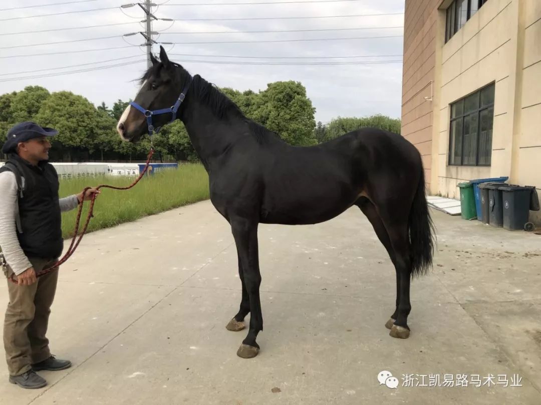 在售| 特价马(内容更新)