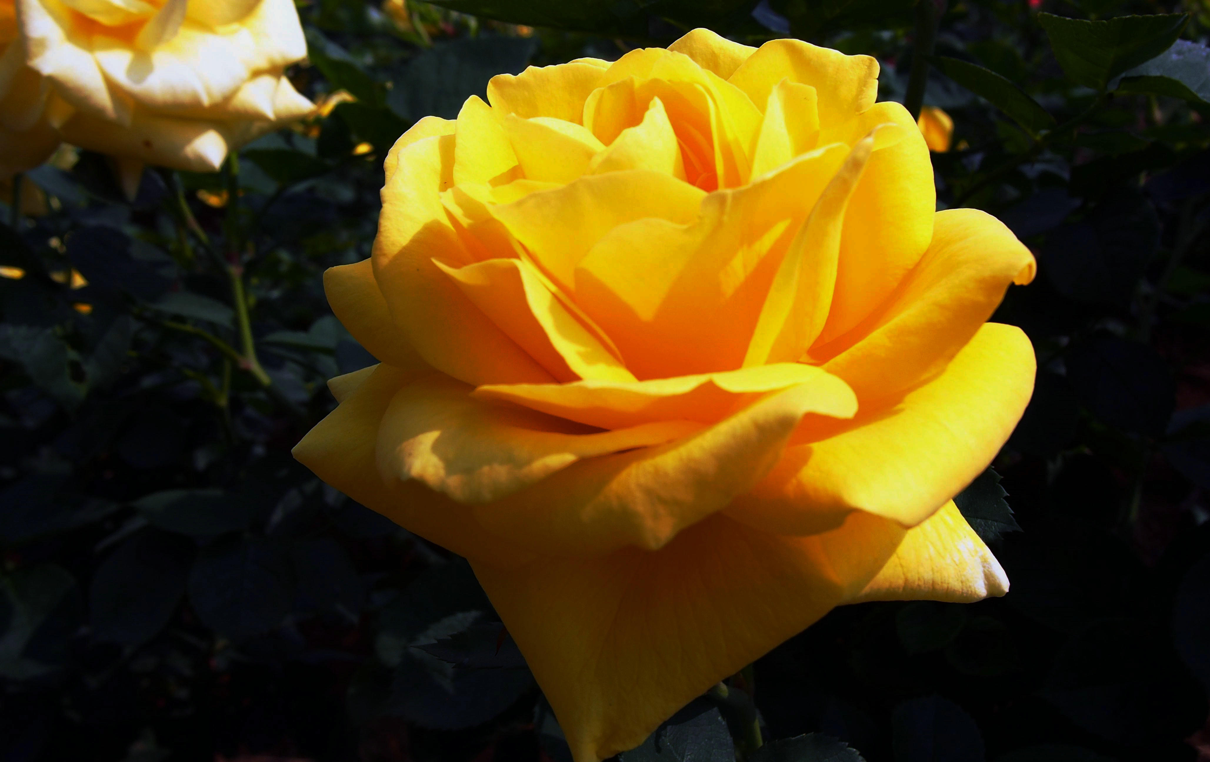 行走的风景——入庄园,看玫瑰花千姿百态1