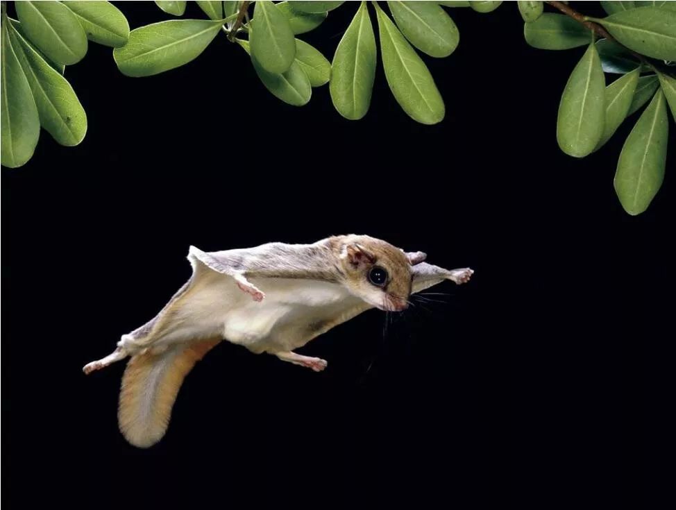 在地球上,鸟类并不是唯一会飞翔的物种,会飞的哺乳动物其实也很多,有