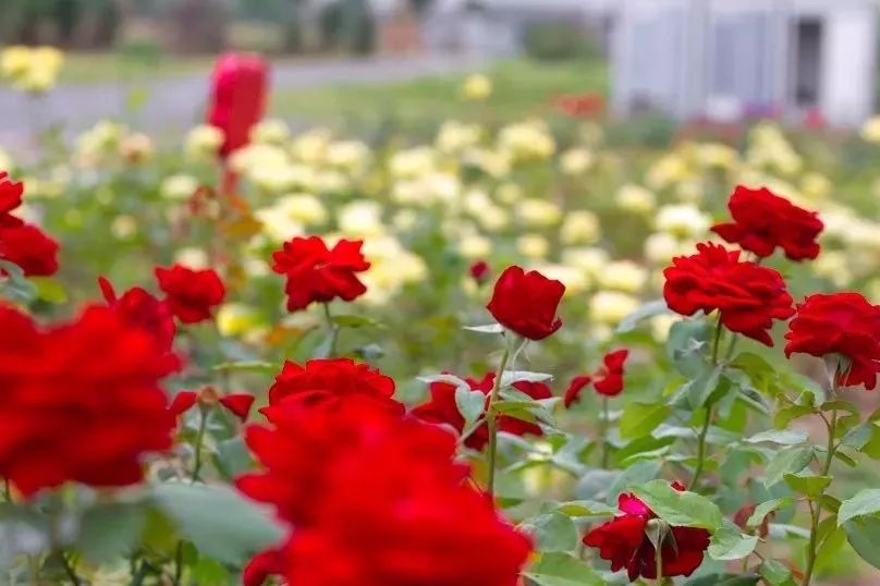 气味有一个娇艳欲滴的玫瑰园就在浦口永宁河岸花海可千万不能再错过了