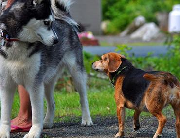 为什么狗狗总爱找更大的同类打架这是胸有成竹还是不知死活