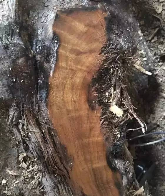 差点就把价值300多万的乌木当柴烧了