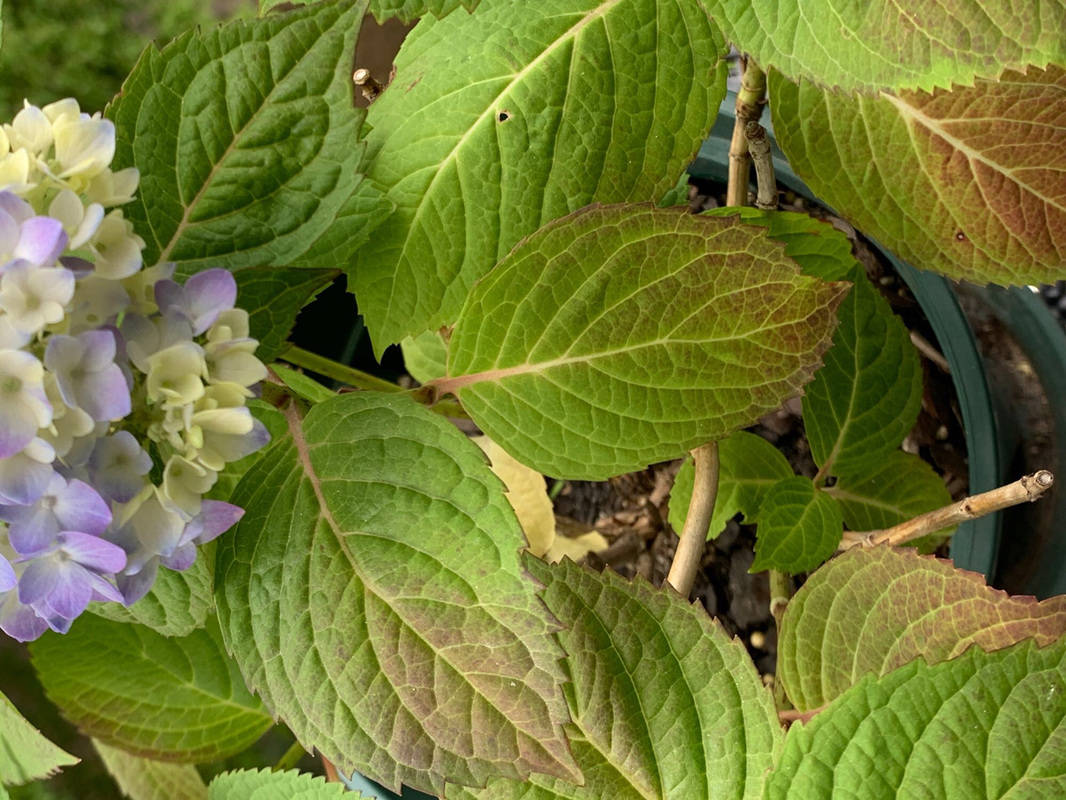 好了,小主子们,如果您家里的绣球花叶子变红了,那您对照一下,小花匠