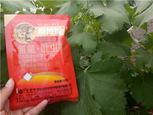 蚜虫繁殖能力强,所以要选择防治效果比较好的药剂,比如噻虫嗪,噻虫胺