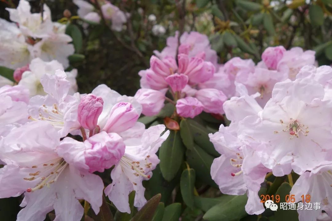 昭阳区小龙洞乡宁边大岩洞万亩木耳花开得正艳