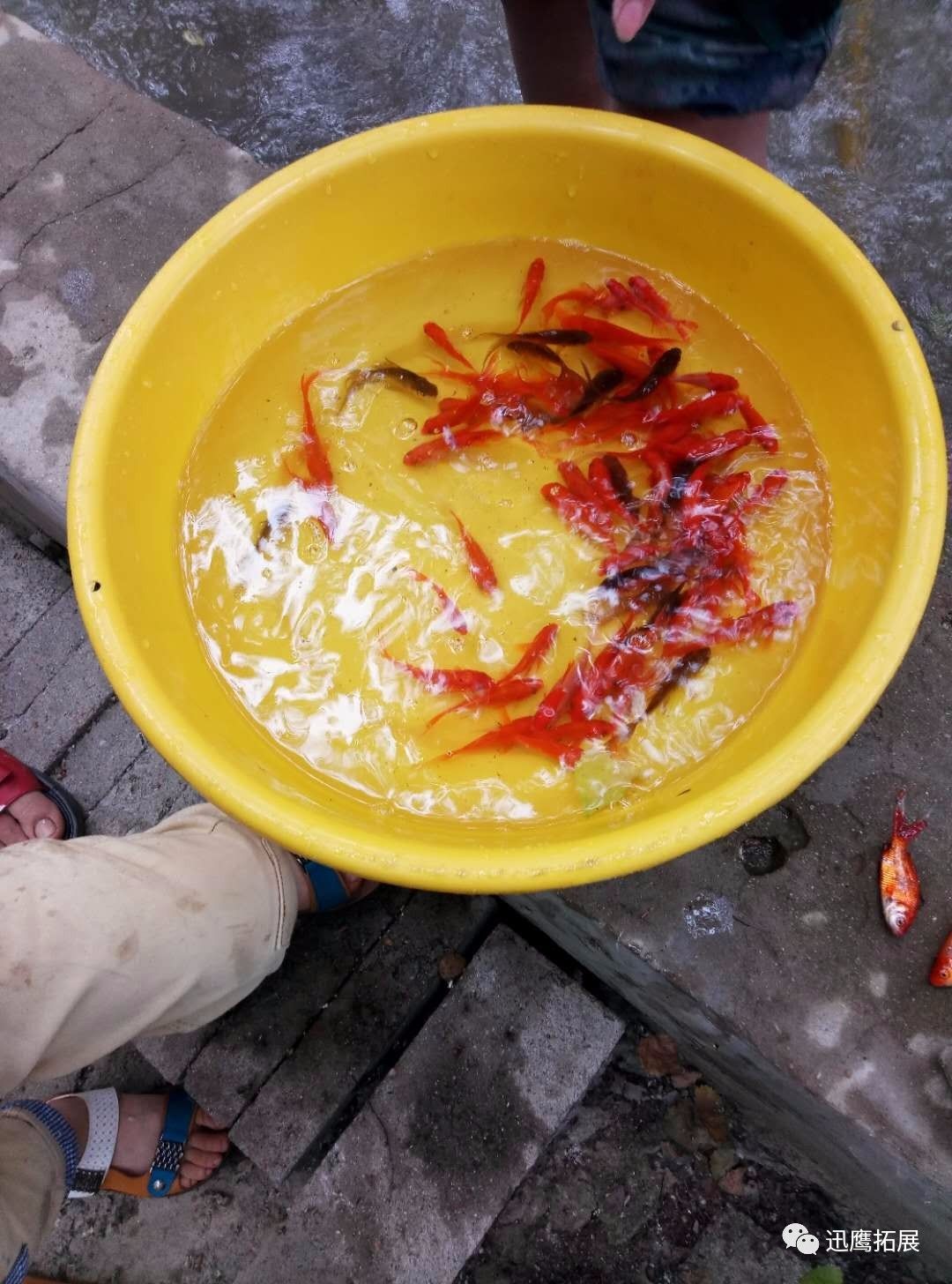 看,这是我的劳动成果!抓到的金鱼我可要带回家好好饲养呢!