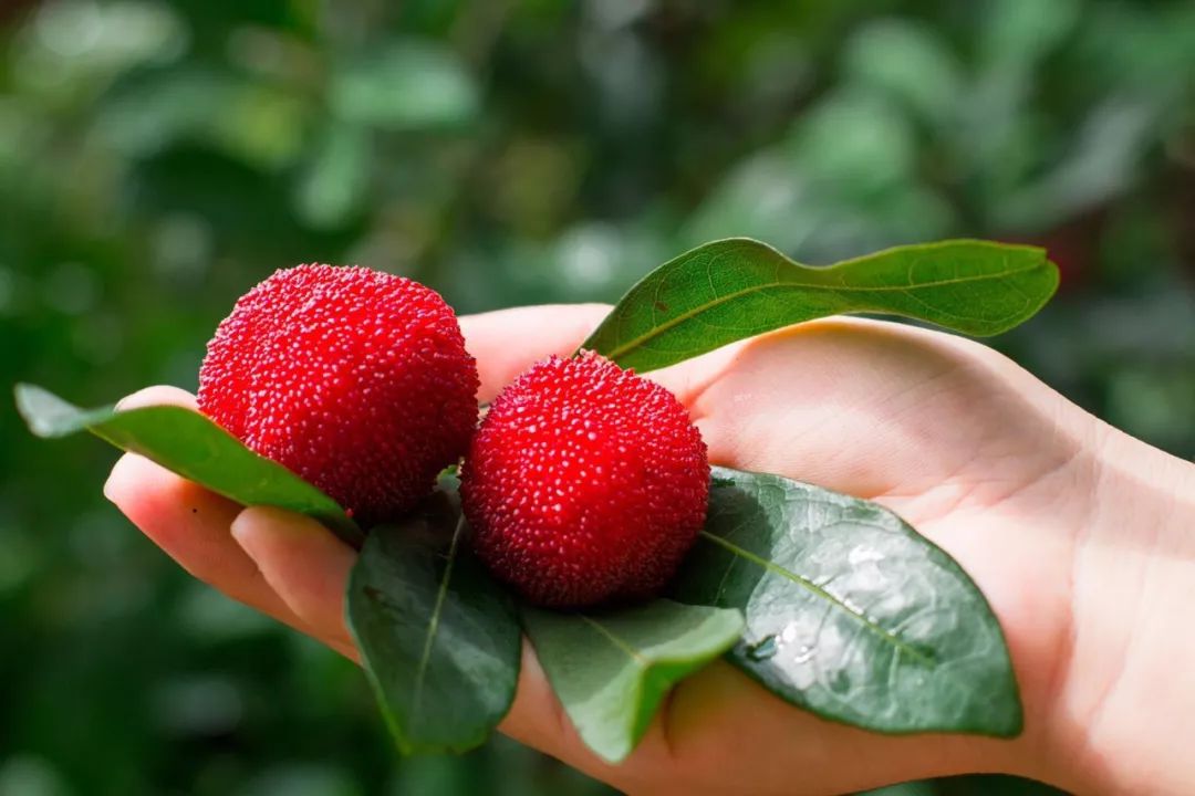 如同刚从树上采摘一般这家小编亲测好吃的林小丫让你在家就可以尝到啦