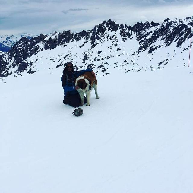 壮硕的身躯里藏着温柔的心 这就是当了数百年雪山搜救犬的圣伯纳